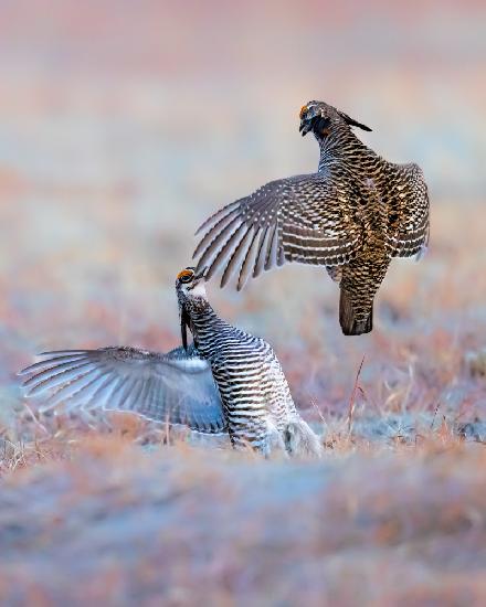 Greater Prairie Chicken-Morning Talking