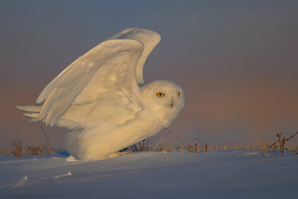 Snowy Owl Taking Off van Jun Zuo