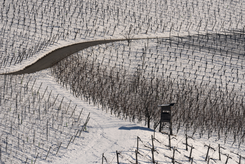 Winter vineyards van Jure Kravanja