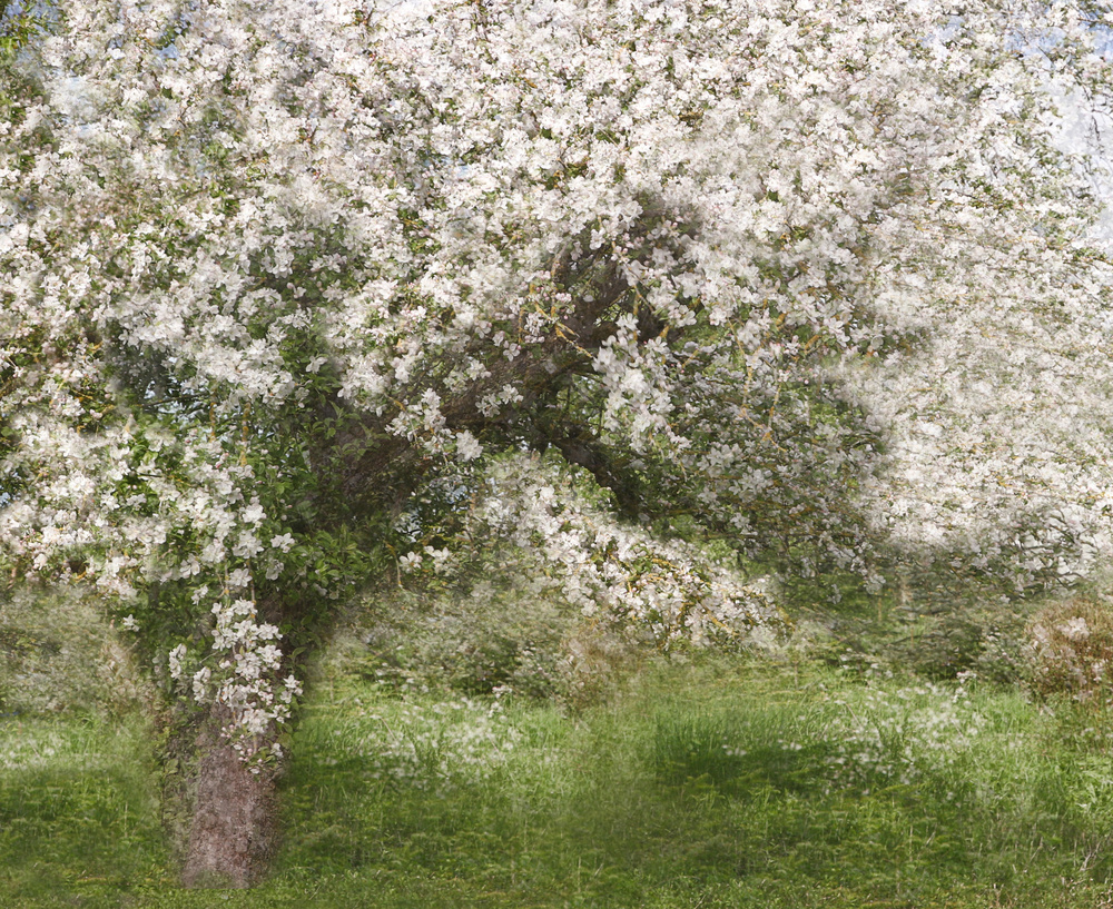 Apple Tree van Jutta Kerber