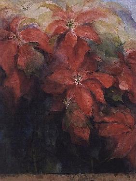 Red Poinsettias 