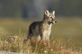 Arctic Fox Puppie