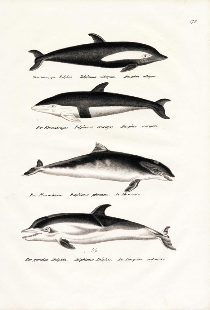 Different Kinds Of Dolphins van Karl Joseph Brodtmann