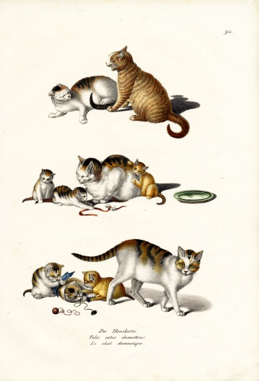 Domestic Cats van Karl Joseph Brodtmann