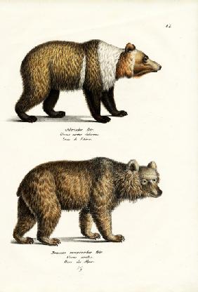 European Brown Bear