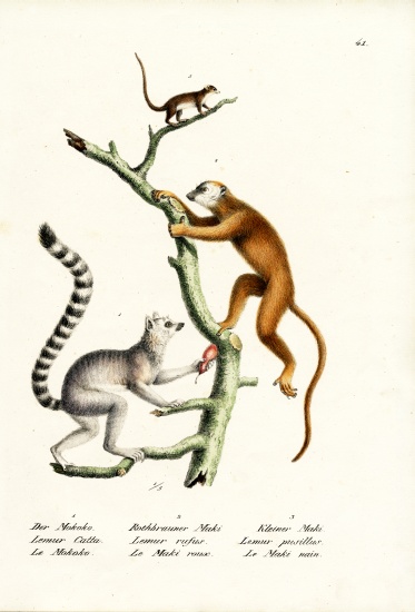 Ring-Tailed Lemur van Karl Joseph Brodtmann