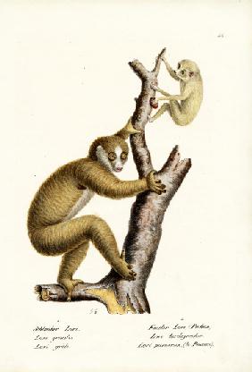 Slender Loris