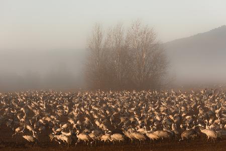 Foggy morning