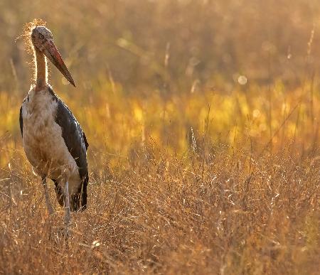 Bandhavgarh 006