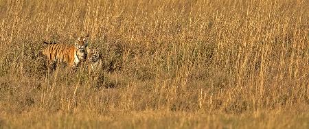 Bandhavgarh 033