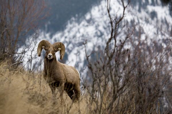 Rocky mountain bighorn sheep van Lance Lechner