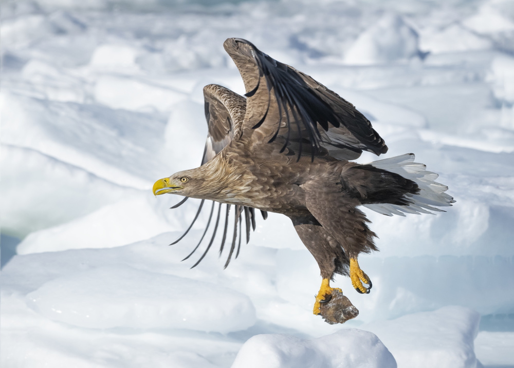 White-tailed Eagle in action van Larry Deng