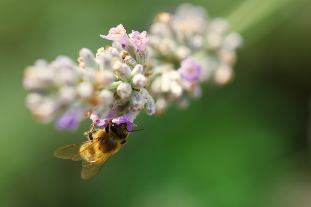 Bee on lavender van Leon