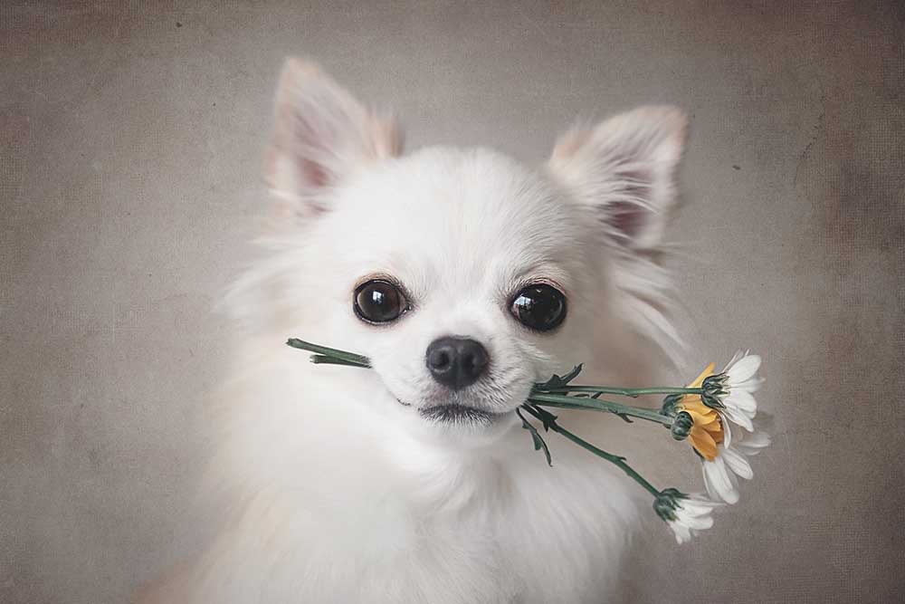 Chihuahua with flowers van Lienjp