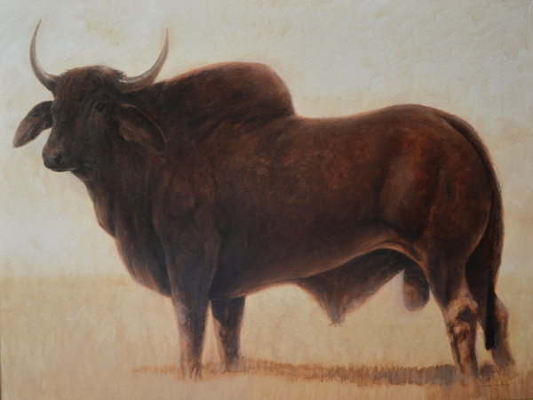 Brahmin Bull van Lincoln  Seligman