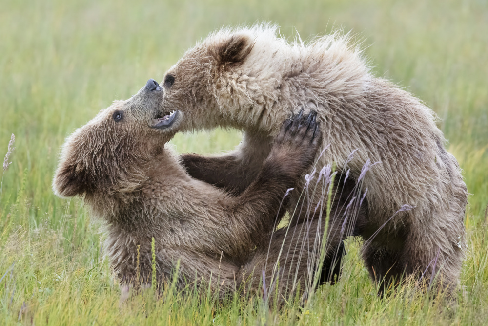 Bear Cubs Playing van Linda D Lester