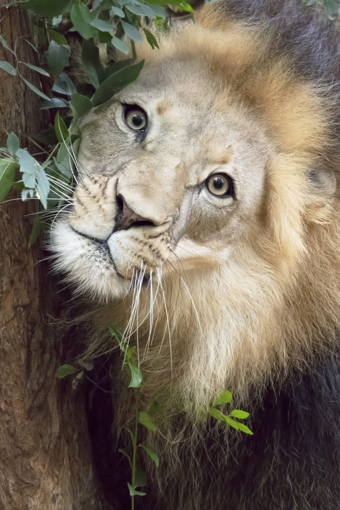 Such a Handsome Male Lion van Linda D Lester