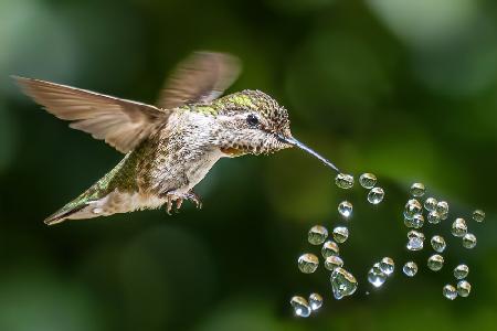 hummingbird play beads