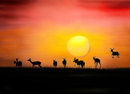 Impala Crepuscule