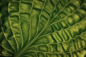 Leaf of a hosta