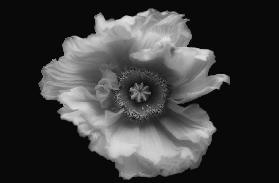 Poppy in mono