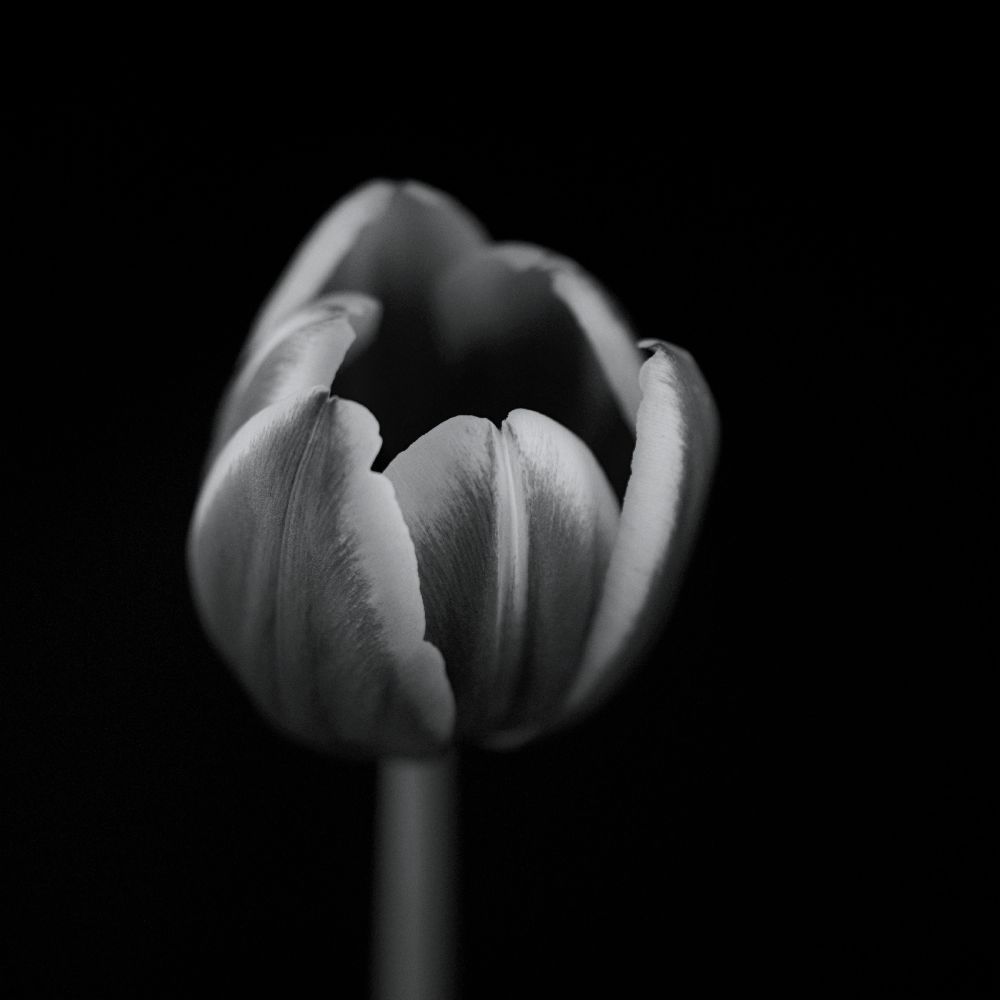 Tulip in mono van Lotte Gronkjaer