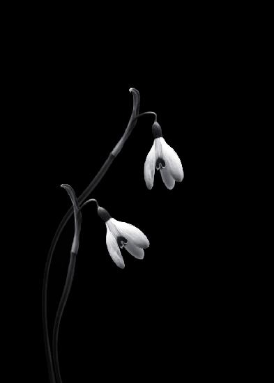 Snowdrops