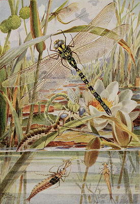 Dragonfly and Mayfly, illustration from 'Stories of Insect Life' by William J. Claxton, 1912 (colour van Louis Fairfax Muckley