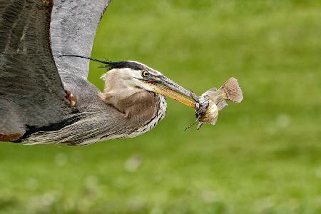 The Catch