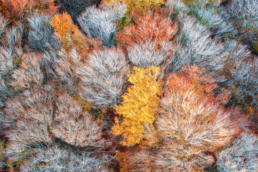 Autumn branches van Luigi Ruoppolo