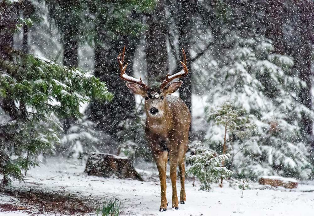 Snow Storm And The Buck Deer van Majestic Moments Photography