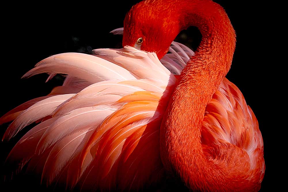 flamingo van Makoto Nishikura