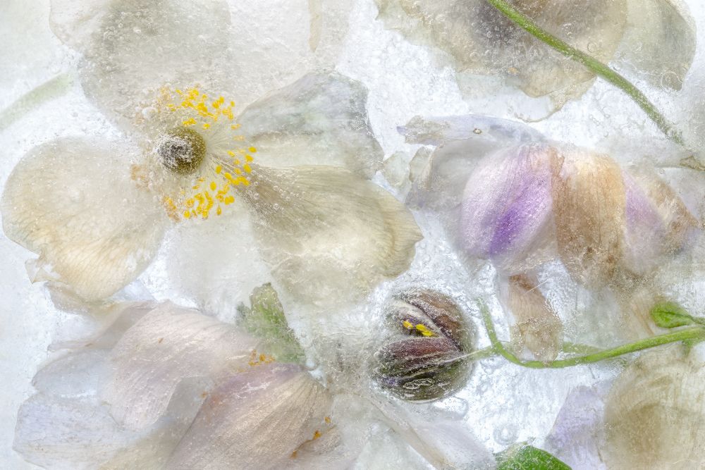 Anemone frost van Mandy Disher