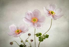 Anemones