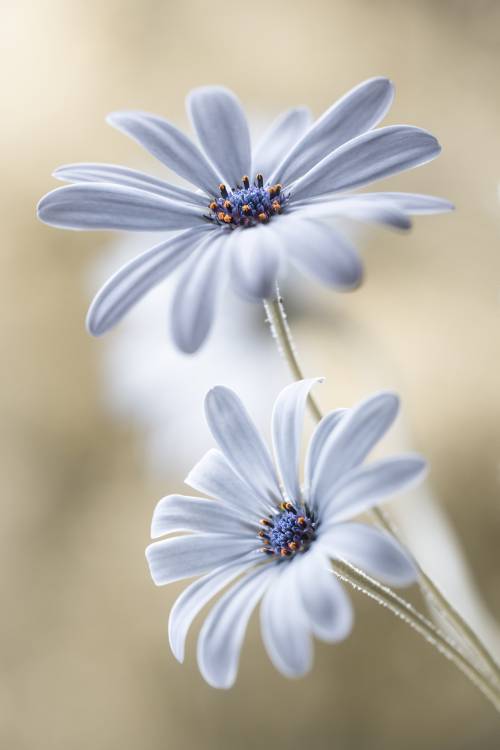 Cape daisies van Mandy Disher