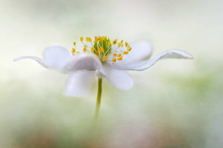 Nemorosa van Mandy Disher