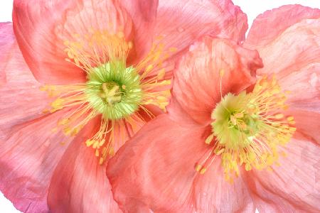 Papaver