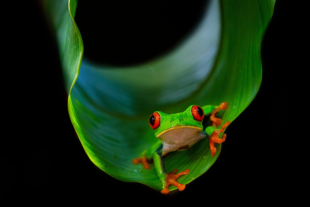 Frog on a leaf van Marc Meijlaers