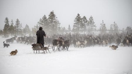 Arkadij drives a herd of reindeer
