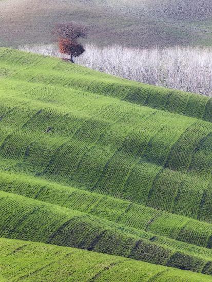 Red tree on green velvet