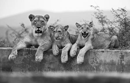 Lions