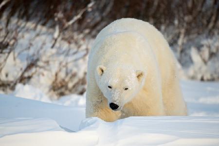 Polar Giant