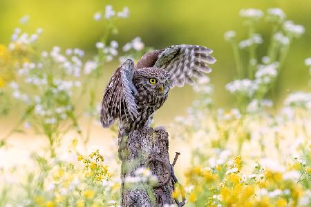 A ghost among the flowers