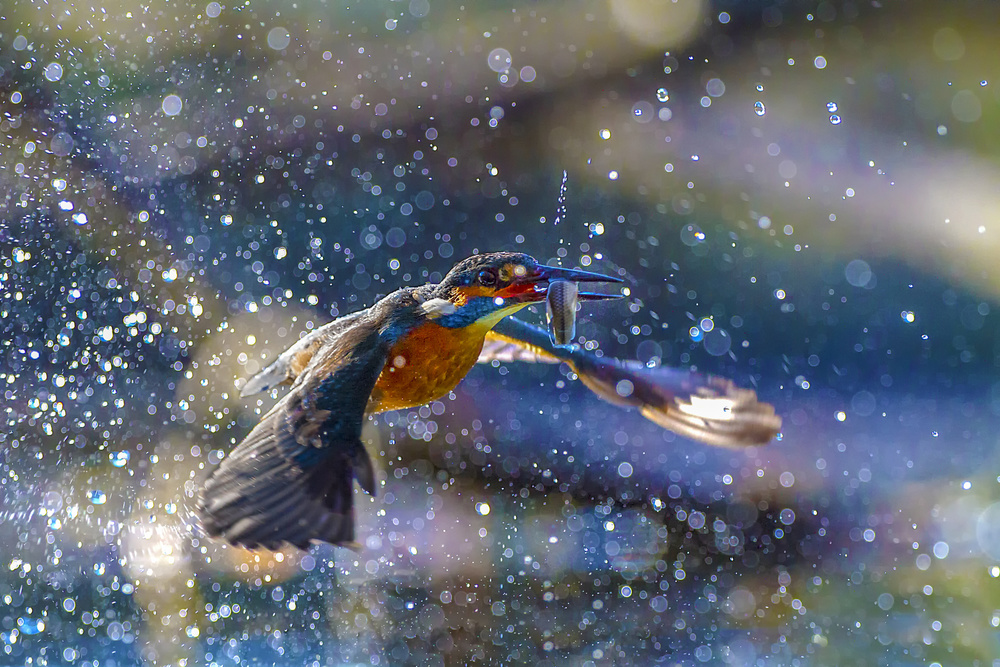 Kingfisher backlight van Marco Redaelli