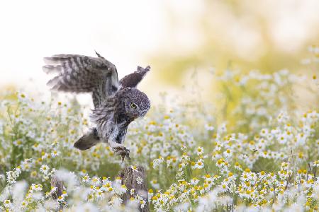 Landing at sunset