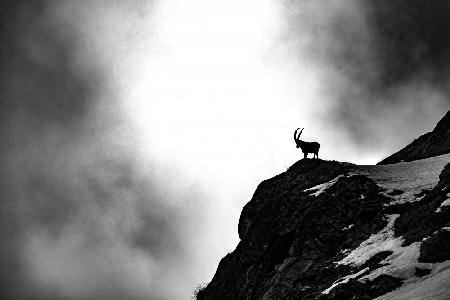 Where ibex dare