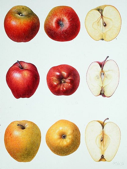 Six Apples, 1996 (w/c on paper)  van Margaret Ann  Eden