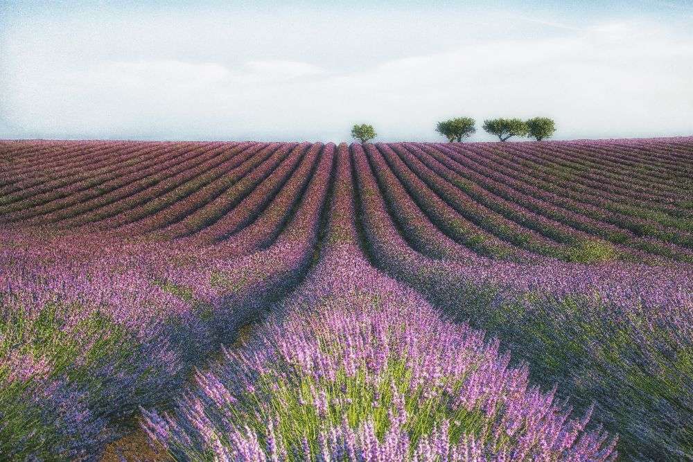 Velours de Lavender van Margarita Chernilova
