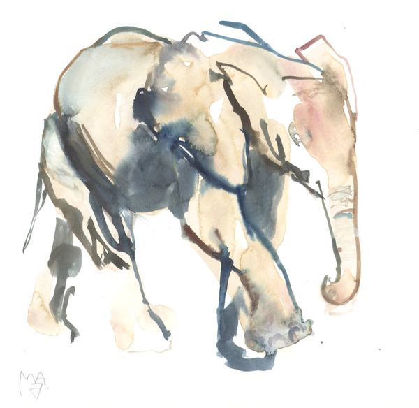 Elephant calf, Loisaba van Mark  Adlington