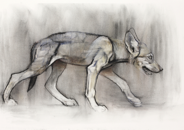 Lean Pup (Arabian Wolf) van Mark  Adlington